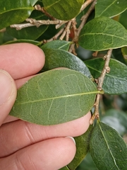 Cleistanthus cunninghamii