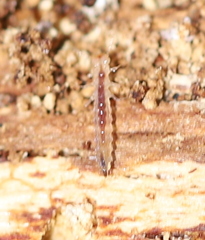 Lithobius