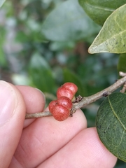 Cleistanthus cunninghamii