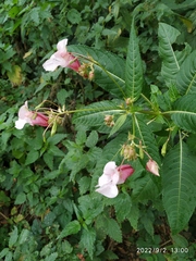 Impatiens glandulifera