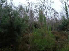 Hakea decurrens