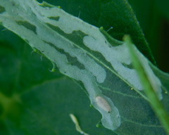 Liriomyza brassicae