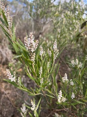 Leucopogon australis