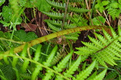 Athyrium oppositipennum
