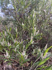 Leucopogon australis