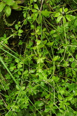 Galium echinocarpum