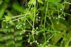Galium echinocarpum