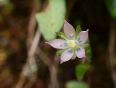 Swertia macrosperma
