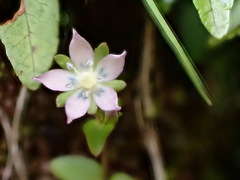 Swertia macrosperma