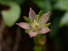 Swertia macrosperma