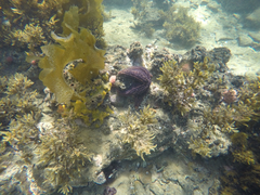 Uniophora granifera