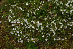 Cerastium morrisonense