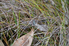 Austroargiolestes icteromelas