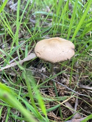 Psilocybe subaeruginosa