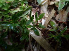 Ranunculus formosa-montanus