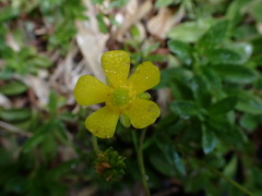 Ranunculus formosa-montanus