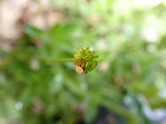 Ranunculus formosa-montanus