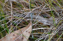 Austroargiolestes icteromelas