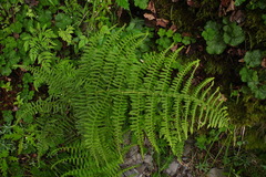 Athyrium oppositipennum