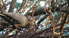 Corythaixoides concolor bechuanae