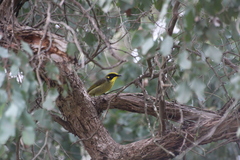Lichenostomus melanops