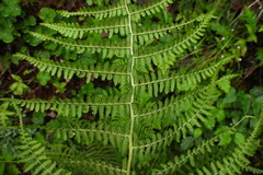 Athyrium oppositipennum