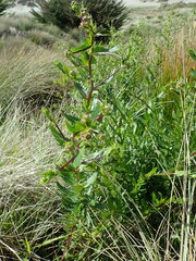 Senecio glastifolius