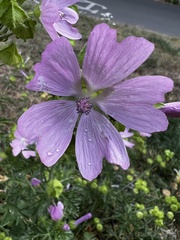 Malva moschata