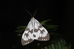 Nyctemera adversata