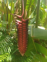 Heliconia mariae