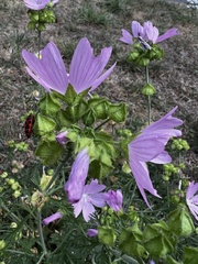 Malva moschata