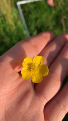 Ranunculus acris