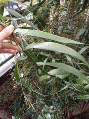Flagellaria indica