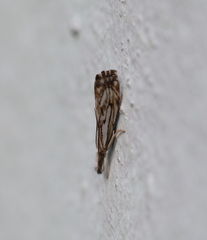 Catoptria falsella