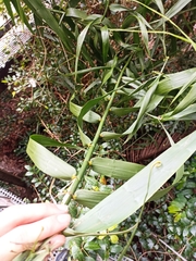 Flagellaria indica