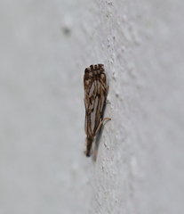 Catoptria falsella