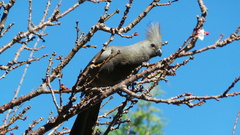 Corythaixoides concolor bechuanae
