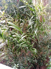 Flagellaria indica