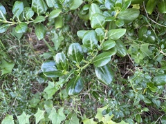 Coprosma repens