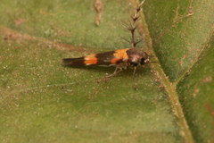 Stathmopoda