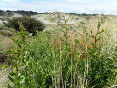 Senecio glastifolius