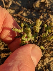 Allenrolfea occidentalis