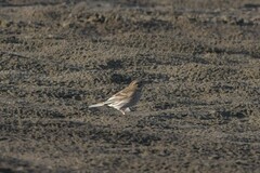 Emberiza leucocephalos