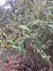 Olearia lirata