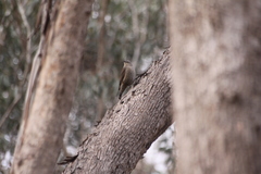 Climacteris picumnus