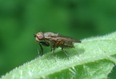 Pherbellia cinerella