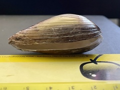 Unionidae