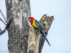 Platycercus eximius