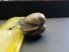 Unionidae