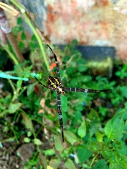 Argiope appensa